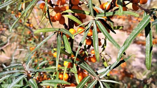 Close-up of orange berries on plant