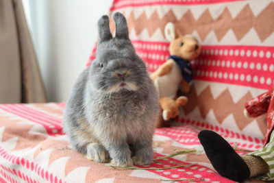 A polite cute bunny