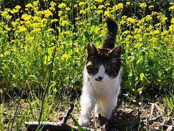 Portrait of a cat on field