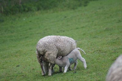 Sheep feeding lamb on grassy field