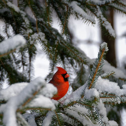 Cardinal perching on snow covered tree