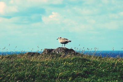 Bird flying against sky