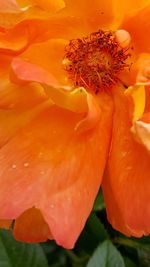 Close-up of orange day lily blooming outdoors