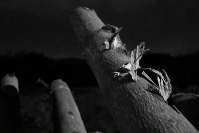 Close-up of animal skull