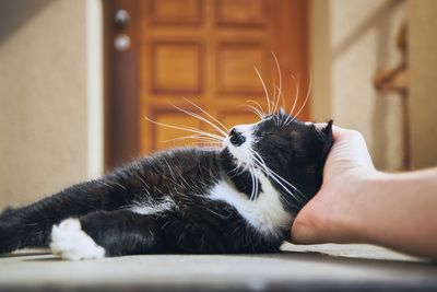 Close-up of hand feeding cat at home