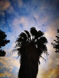 Low angle view of silhouette tree against sky