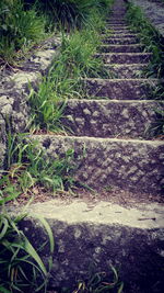 Close-up of grass