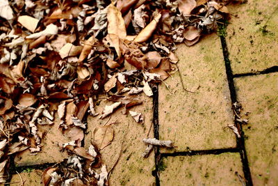 Close-up of autumn tree