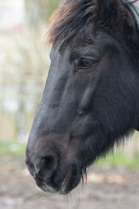 Close-up of a horse