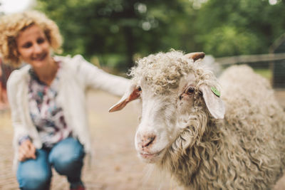 Woman stroking sheep at pen