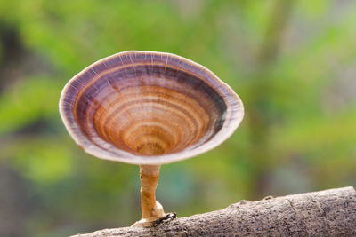 Close-up of snail on tree