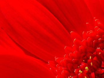 Full frame shot of red flower