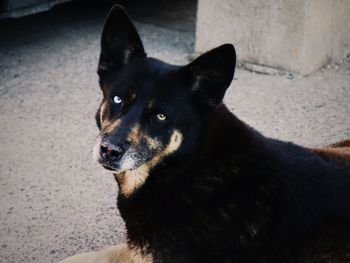 Close-up portrait of black dog