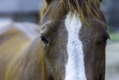 Close-up of a horse