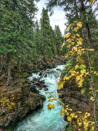 Scenic view of waterfall in forest