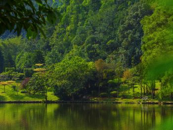 Scenic view of trees