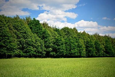 Trees on field against cloudy sky