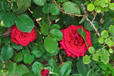 Close-up of red rose blooming outdoors