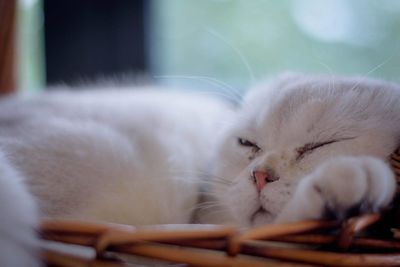 Close-up of cat resting