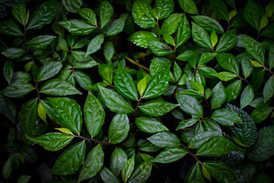 Full frame shot of green leaves