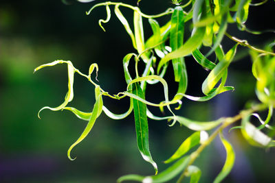 Close-up of green plant