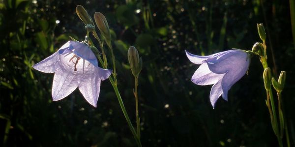 Close-up of purple flowers blooming