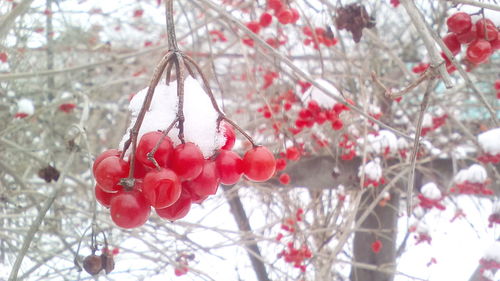 Close-up of christmas tree in winter