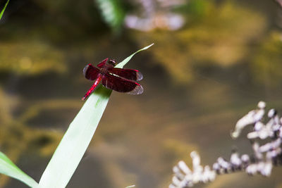 Close-up of insect on red flower