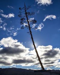 Low angle view of tree against sky