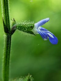 Close-up of insect on purple flower