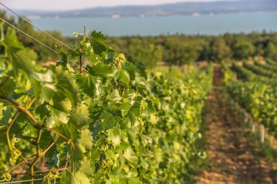Close-up of vineyard against sky