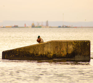 Seagull perching on a sea