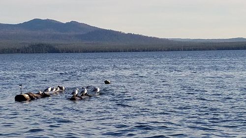 Swans swimming in lake against sky