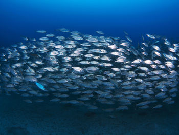 Fish swimming in sea