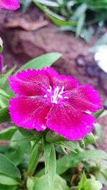 Close-up of pink flower blooming outdoors