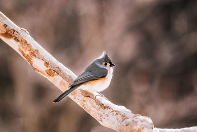 Tufted titmouse sitting on a branch