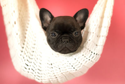 Close-up portrait of dog against red background