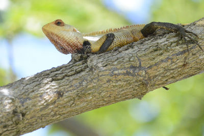 Close-up of lizard on tree