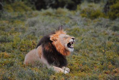View of a cat on grass