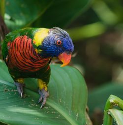 Close-up of bird on leaf