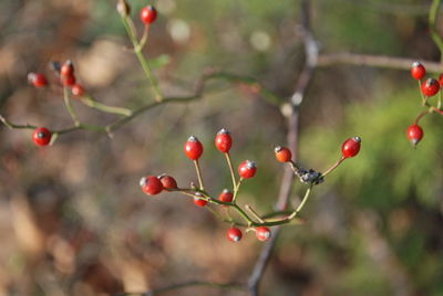 Close-up of berries growing on tree