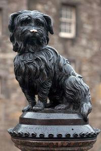 Close-up of greyfriars bobby statue against building