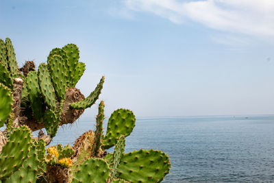 Cactus plant growing on sea against sky