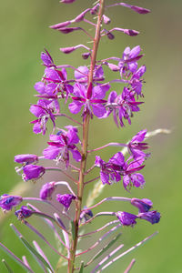 Close-up of purple flowering plant