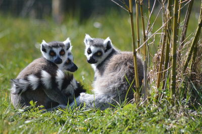 Portrait of rabbit on grass