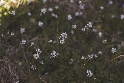 Close-up of white flowering plants on field