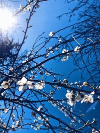 Low angle view of flower tree against clear blue sky