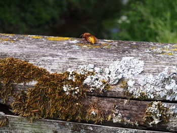 Close-up of insect on wood