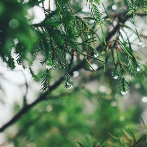 Close-up of pine tree branch