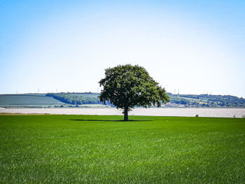 Trees on field against clear sky
